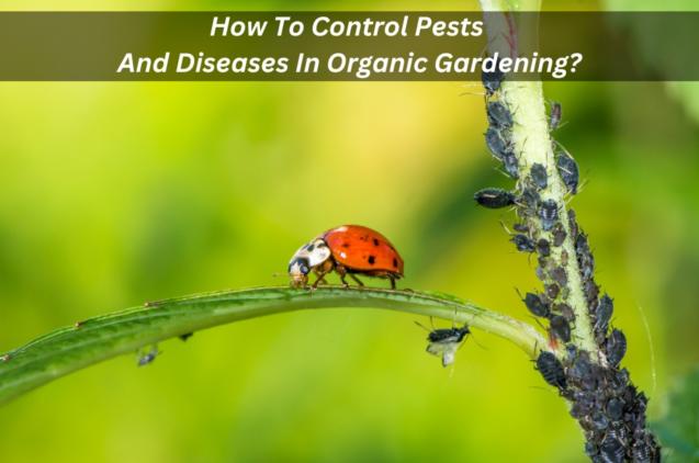 How To Control Pests And Diseases In Organic Gardening?