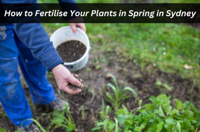 Read Article: Springtime Fertilisation Guide for Sydney Gardens