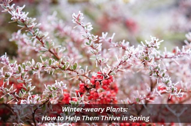 Winter-weary Plants: How To Help Them Thrive In Spring