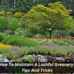 How To Maintain A Lushful Greenery: Tips And Tricks