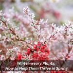 Winter-weary Plants: How To Help Them Thrive In Spring