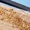 Read Article: Are White Ants Destroying Your Home?