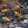 Read Article: Termite Control Cost - Why So Much?