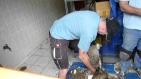 Watch Video : A1 Pest Control - Termite Inspection - Sydney Areas 
