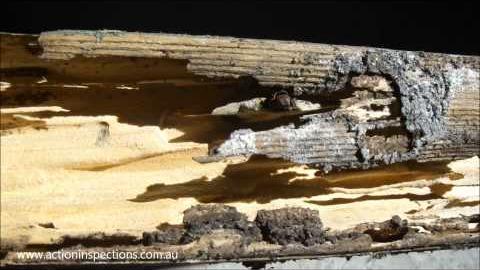 Watch Video : Termite Damaged Wall Plates - Building Inspections Brisbane