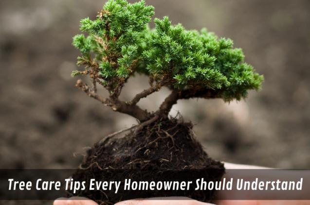 Read Article: Tree Care Tips Every Homeowner Should Understand