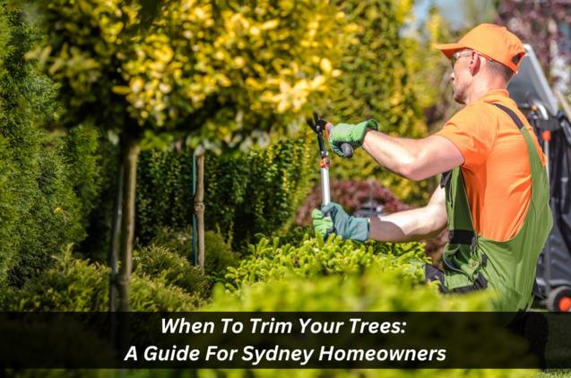 Read Article: When To Trim Your Trees: A Guide For Sydney Homeowners