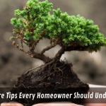 Tree Care Tips Every Homeowner Should Understand