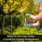 When To Trim Your Trees: A Guide For Sydney Homeowners