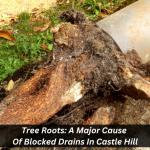 Tree Roots: A Major Cause Of Blocked Drains In Castle Hill