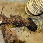 What to do About Tree Roots in Your Drain Pipes