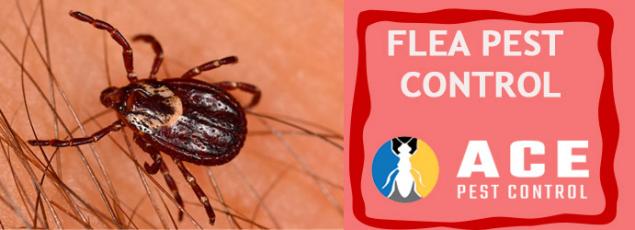 View Article: How Fumigation helps in reduction of Flea infestation