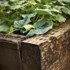 Recycled Timber Vegetable Bed