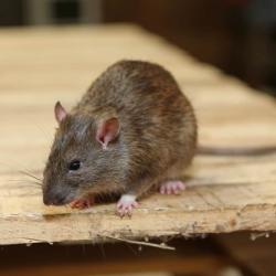 View Photo: RODENTS CONTROL