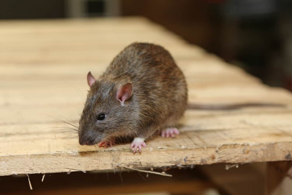 View Photo: RODENTS CONTROL