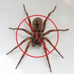 View Photo: SPIDERS CONTROL