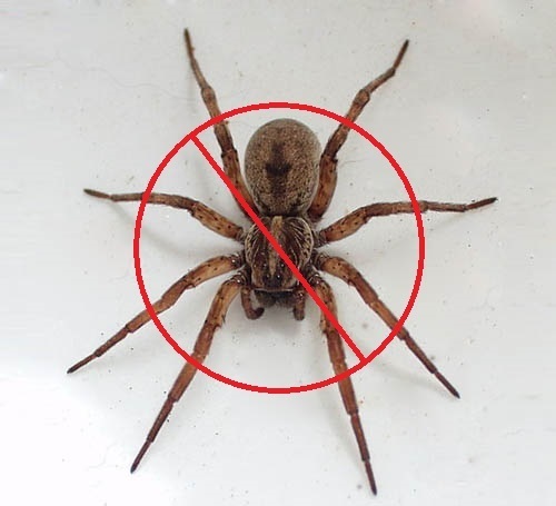 View Photo: SPIDERS CONTROL