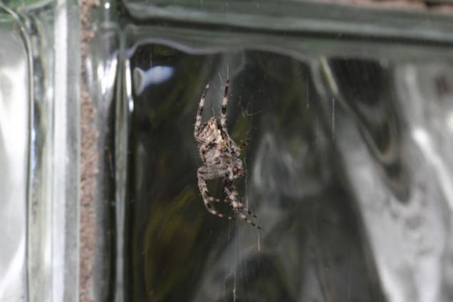 5 Common Causes of a Spider Infestation