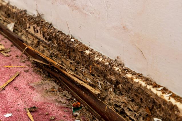 Comprehensive Guide to Identifying Initial Signs of Termites in Australian Homes