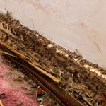 Comprehensive Guide to Identifying Initial Signs of Termites in Australian Homes