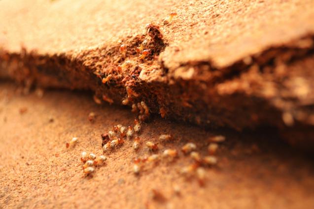 Read Article: DIY Termite Check Tips: Take Control of Your Home's Protection