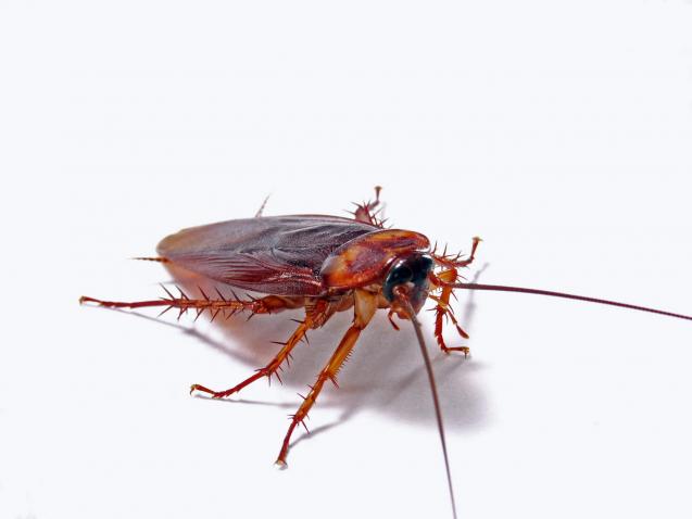 Read Article: How to Get Rid of Cockroaches