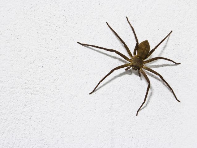 Read Article: How To Get Rid Of Spiders