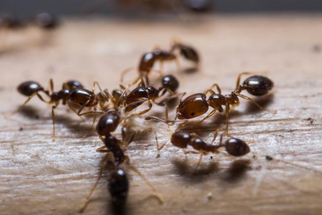  How to prevent ants