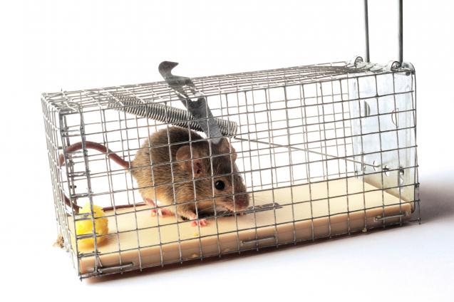 Read Article: How to prevent mice