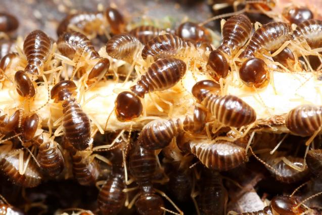 Read Article: How to reduce risk of termites