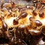How to reduce risk of termites