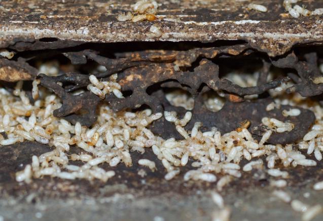 Read Article: How to Spot a Termite Infestation: 7 Signs to Look out For