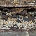 How to Spot a Termite Infestation: 7 Signs to Look out For