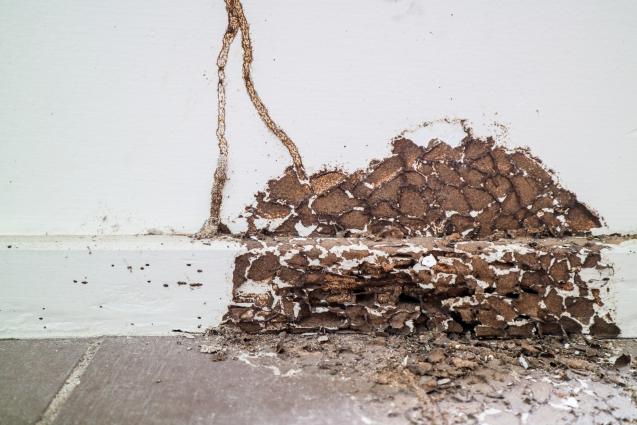 Identifying Termites: Spot Them Before They Bring Your House Down