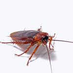 6 Common Cockroaches Found In Sydney