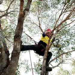 View Photo: Tree Cutting Perth