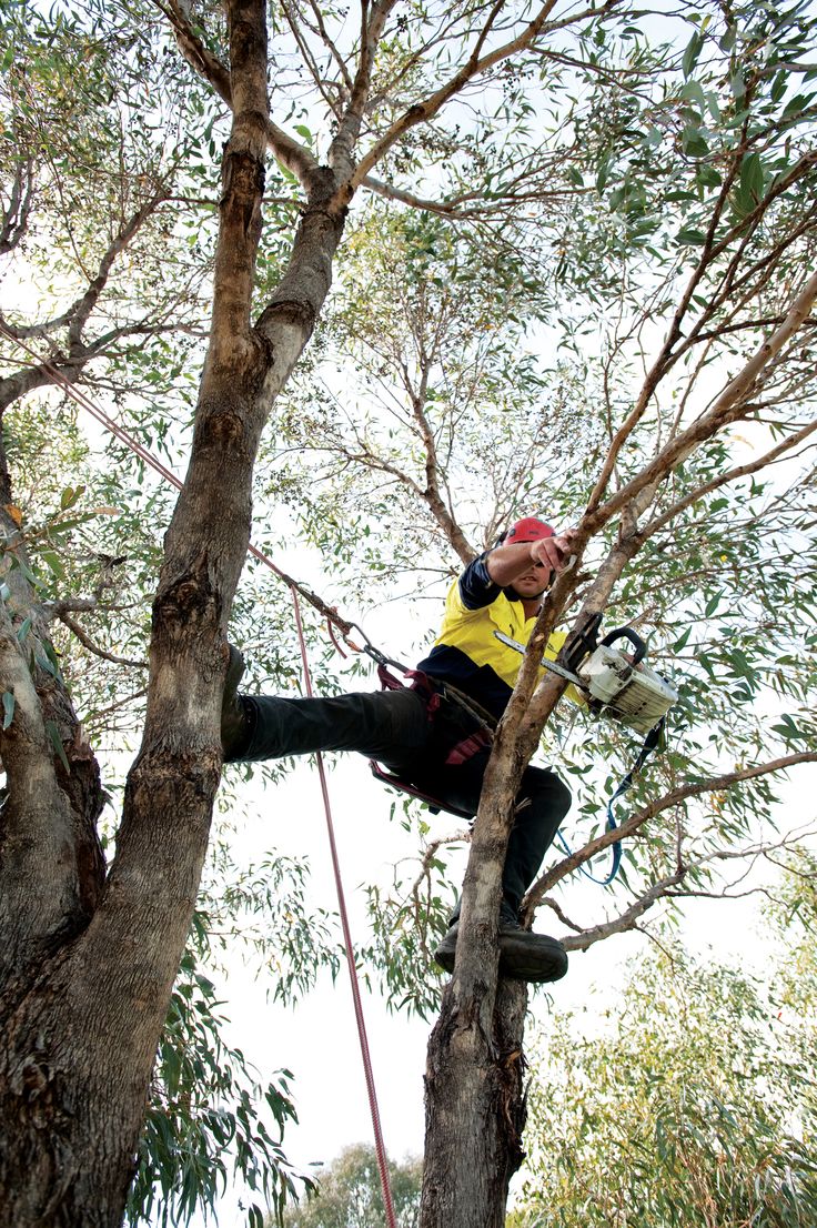 Tree Cutting Perth