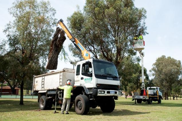 View Photo: Tree Mulching Perth