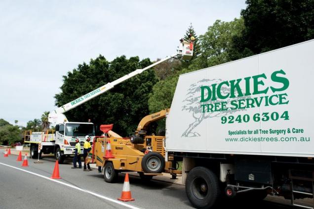 View Photo: Tree Pruning Perth
