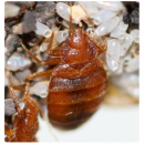 View Photo: Bed Bugs Control