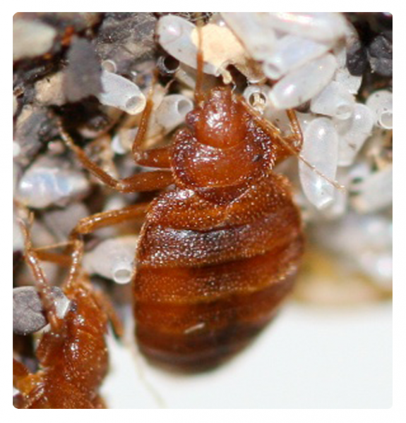 View Photo: Bed Bugs Control