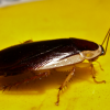 Cockroaches Control Sydney