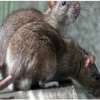 Commercial Rodent Control in Sydney