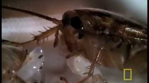 Watch Video: Cockroach Infestation