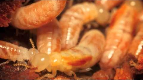 Watch Video: Termite Pest Control Sydney