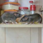 7 Ways to Avoid Pest Infestations in Your Home