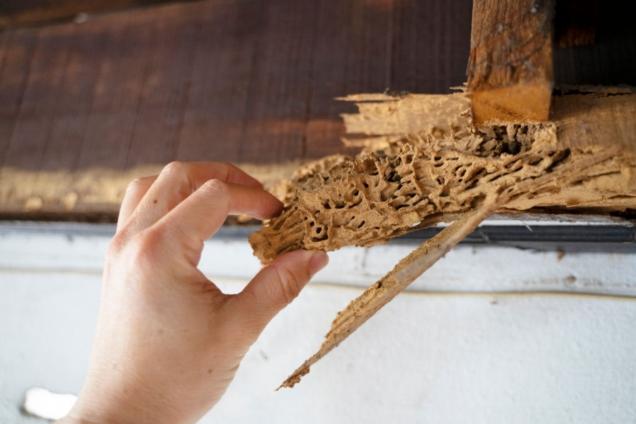 Read Article: Guide To Termite Inspections