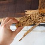 Guide To Termite Inspections
