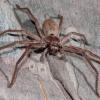 Huntsman Spider (Sparassidae fm.)