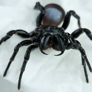 View Photo: Mouse Spider (Missulena sp.)